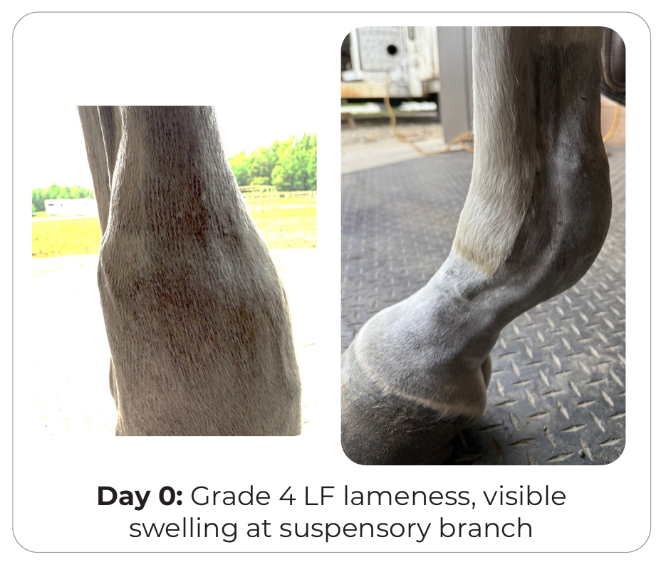 Case 2: Day 0 — visible swelling at the suspensory branch